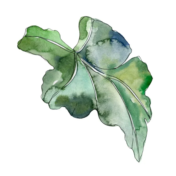 Green leaf plant botanical garden floral foliage. Exotic tropical hawaiian summer. Watercolor background illustration set. Watercolour drawing fashion aquarelle. Isolated leaf illustration element.