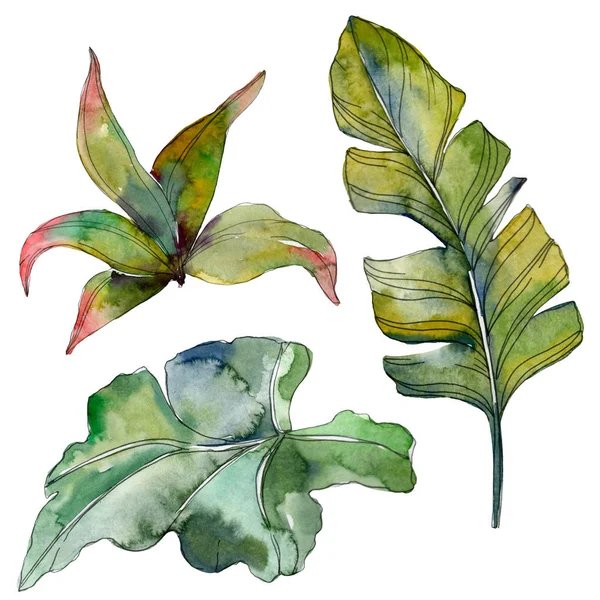 Green leaf plant botanical garden floral foliage. Exotic tropical hawaiian summer. Watercolor background illustration set. Watercolour drawing fashion aquarelle. Isolated leaf illustration element.