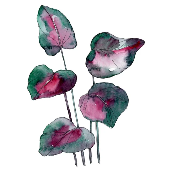 Green leaf plant botanical garden floral foliage. Exotic tropical hawaiian summer. Watercolor background illustration set. Watercolour drawing fashion aquarelle. Isolated leaf illustration element.