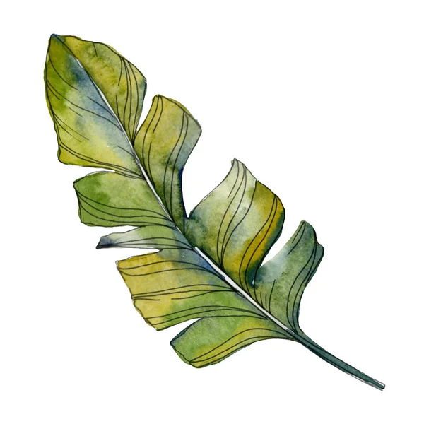 Green leaf plant botanical garden floral foliage. Exotic tropical hawaiian summer. Watercolor background illustration set. Watercolour drawing fashion aquarelle. Isolated leaf illustration element.