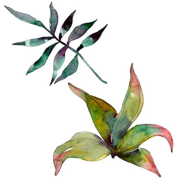 Green leaf plant botanical garden floral foliage. Exotic tropical hawaiian summer. Watercolor background illustration set. Watercolour drawing fashion aquarelle. Isolated leaf illustration element.