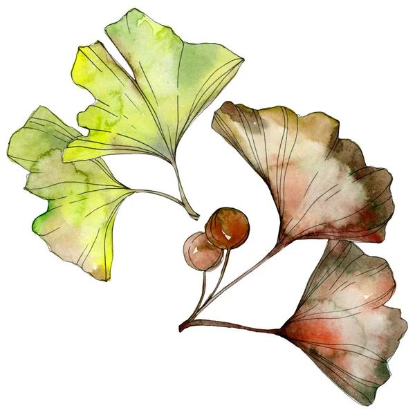 Πράσινο Και Κίτρινο Ginkgo Biloba Φύλλα Απομονωμένα Λευκό Ακουαρέλα Φόντο — Φωτογραφία Αρχείου