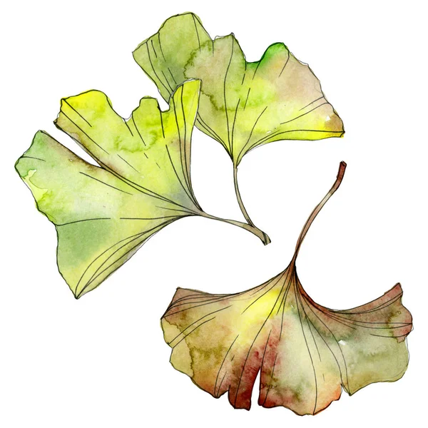 Green and yellow ginkgo biloba leaves isolated on white. Watercolor background illustration set. 
