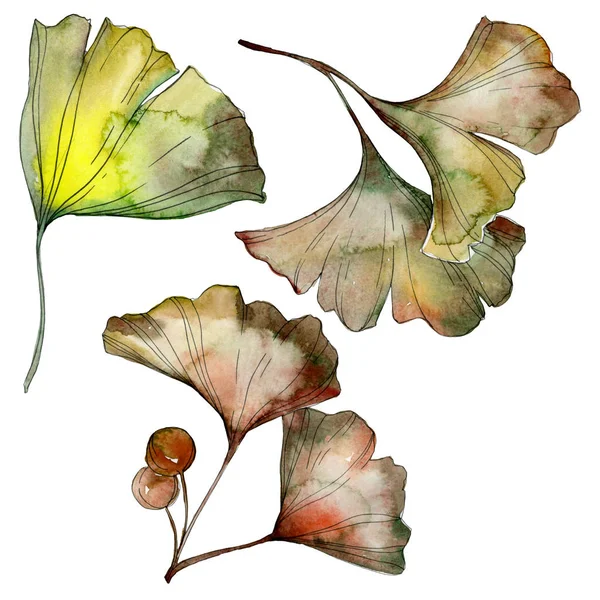 Green and yellow ginkgo biloba leaves isolated on white. Watercolor background illustration set. 