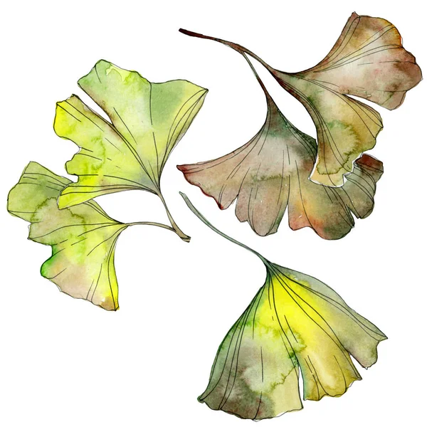 Folhas Ginkgo Biloba Verdes Amarelas Isoladas Branco Conjunto Ilustração Fundo — Fotografia de Stock