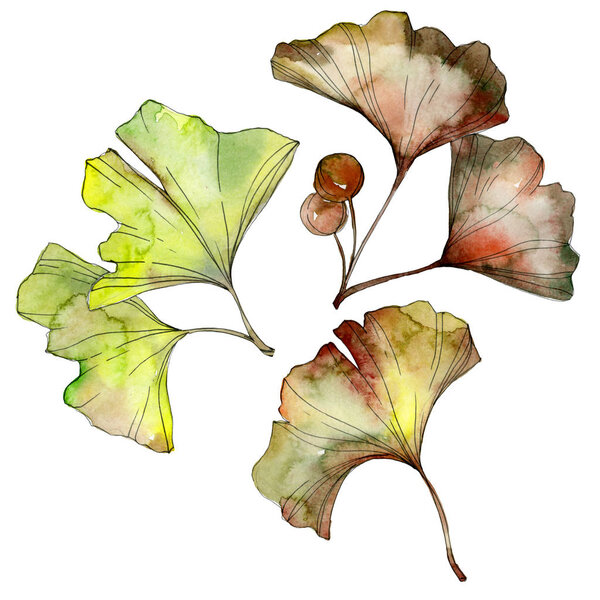 Green and yellow ginkgo biloba leaves isolated on white. Watercolor background illustration set. 