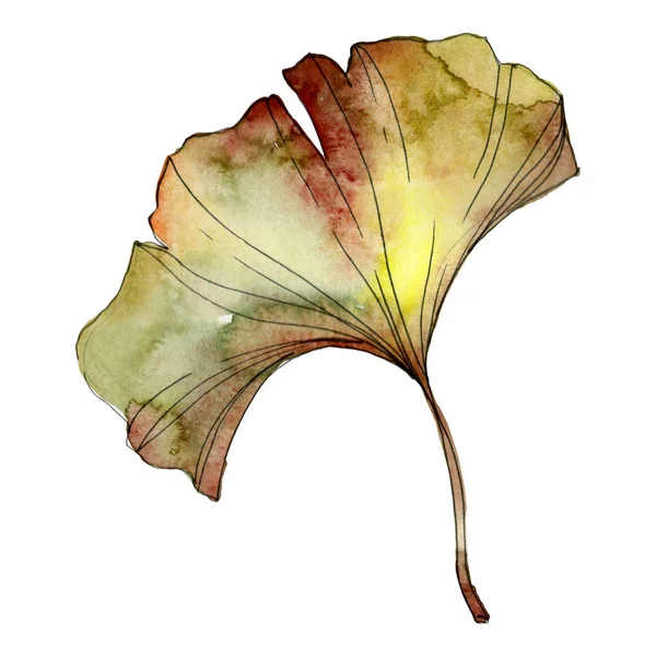 Feuille Isolée Ginkgo Biloba Jaune Vert Illustration Fond Aquarelle — Photo