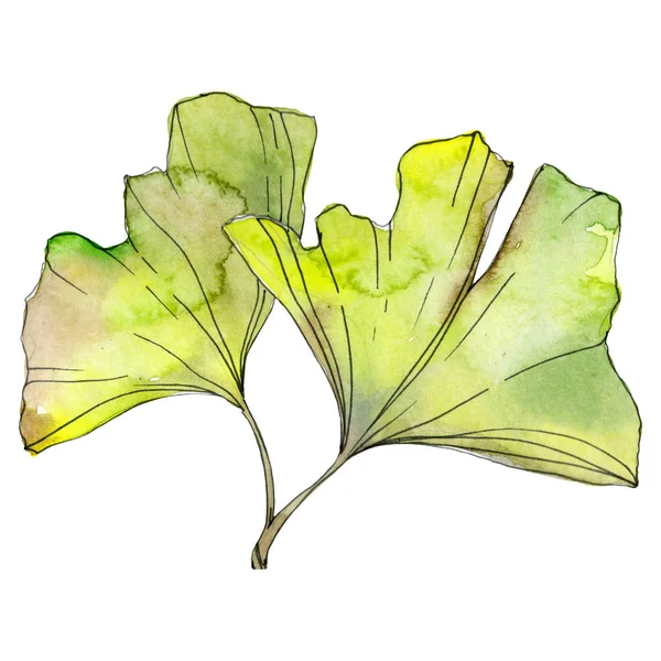 Green and yellow ginkgo biloba leaves isolated on white. Watercolor background illustration set. 