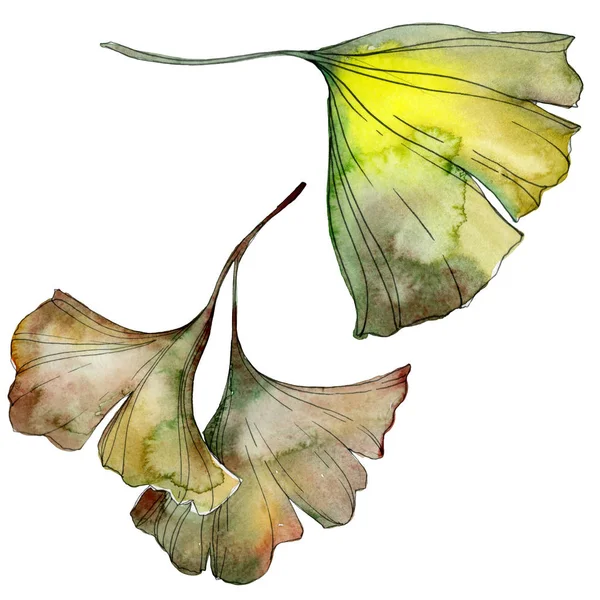 緑と黄色のイチョウの Biloba の葉白で隔離 水彩画背景イラスト セット — ストック写真
