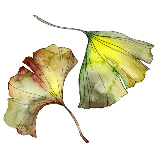 Green and yellow ginkgo biloba leaves isolated on white. Watercolor background illustration set. 