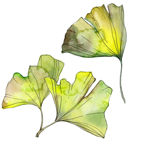 Green and yellow ginkgo biloba leaves isolated on white. Watercolor background illustration set. 