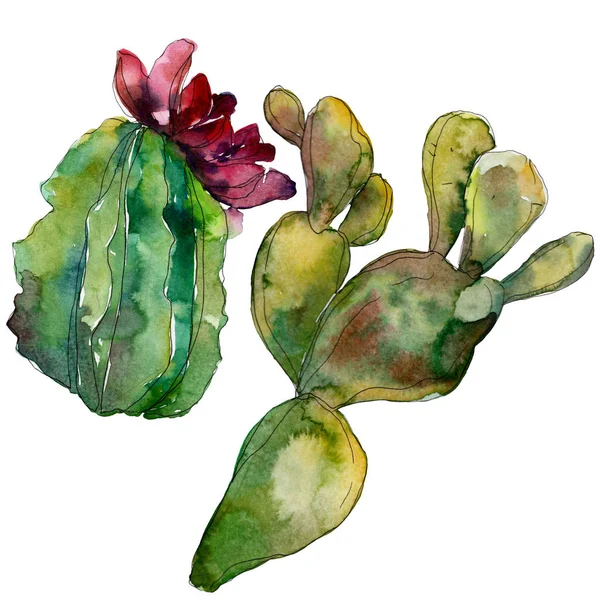 緑のサボテン花植物の花 野生春葉のワイルドフラワーが分離されました 水彩画背景イラスト セット 水彩描画ファッション Aquarelle 孤立したサボテンの図要素 — ストック写真