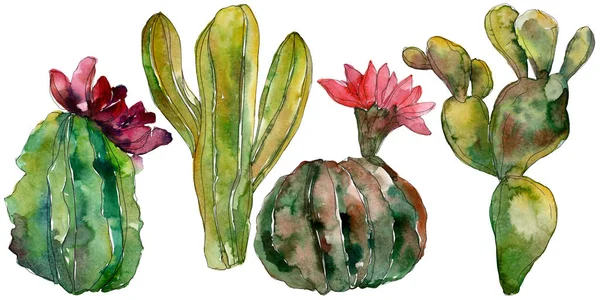 Fleurs Botaniques Florales Cactus Vert Feuille Sauvage Printemps Fleur Sauvage — Photo
