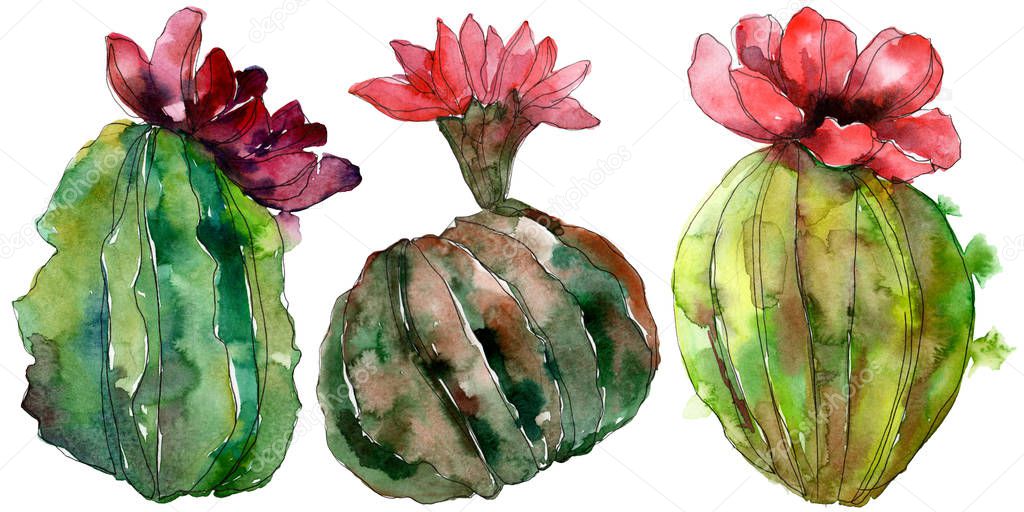 Green cactus floral botanical flower. Wild spring leaf wildflower isolated. Watercolor background illustration set. Watercolour drawing fashion aquarelle. Isolated cacti illustration element.