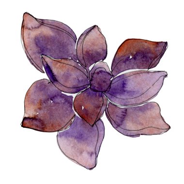 Egzotik tropik hawaiian botanik sulu. Suluboya arka plan illüstrasyon. İzole lezzetli illüstrasyon öğesi.