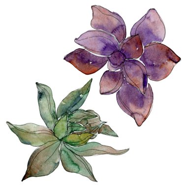 Egzotik tropik Hawaii botanik succulents. Suluboya arka plan illüstrasyon küme. İzole succulents resimde unsurlar.