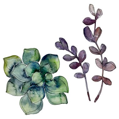 Egzotik tropik Hawaii botanik succulents. Suluboya arka plan illüstrasyon küme. İzole succulents resimde unsurlar.
