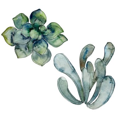 Egzotik tropik Hawaii botanik succulents. Suluboya arka plan illüstrasyon küme. İzole succulents resimde unsurlar.