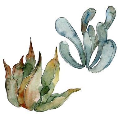 Egzotik tropik Hawaii botanik succulents. Suluboya arka plan illüstrasyon küme. İzole succulents resimde unsurlar.