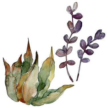 Egzotik tropik Hawaii botanik succulents. Suluboya arka plan illüstrasyon küme. İzole succulents resimde unsurlar.
