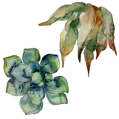 Egzotik tropik Hawaii botanik succulents. Suluboya arka plan illüstrasyon küme. İzole succulents resimde unsurlar.