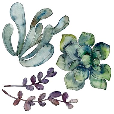 Egzotik tropik Hawaii botanik succulents. Suluboya arka plan illüstrasyon küme. İzole succulents resimde unsurlar.