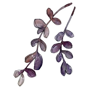Egzotik tropik Hawaii botanik succulents. Suluboya arka plan illüstrasyon küme. İzole succulents resimde unsurlar.