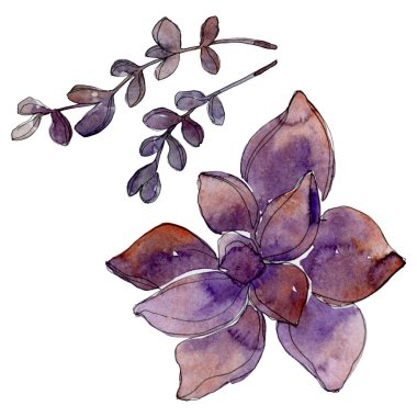 Egzotik tropik Hawaii botanik succulents. Suluboya arka plan illüstrasyon küme. İzole succulents resimde unsurlar.