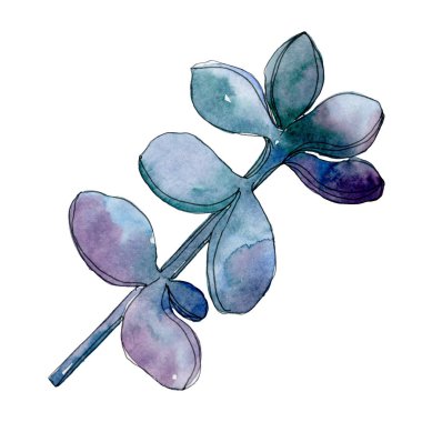 Etli botanik çiçek. Vahşi bahar yaprak izole kır çiçeği. Suluboya arka plan illüstrasyon küme. Suluboya çizim moda aquarelle. İzole lezzetli illüstrasyon öğesi.