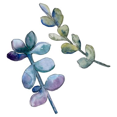 Etli botanik çiçek. Vahşi bahar yaprak izole kır çiçeği. Suluboya arka plan illüstrasyon küme. Suluboya çizim moda aquarelle. İzole lezzetli illüstrasyon öğesi.