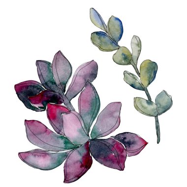 Etli botanik çiçek. Vahşi bahar yaprak izole kır çiçeği. Suluboya arka plan illüstrasyon küme. Suluboya çizim moda aquarelle. İzole lezzetli illüstrasyon öğesi.