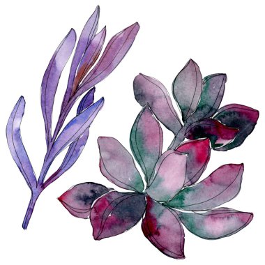 Etli botanik çiçek. Vahşi bahar yaprak izole kır çiçeği. Suluboya arka plan illüstrasyon küme. Suluboya çizim moda aquarelle. İzole lezzetli illüstrasyon öğesi.