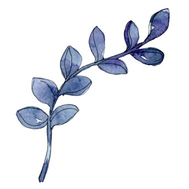 Etli botanik çiçek. Vahşi bahar yaprak izole kır çiçeği. Suluboya arka plan illüstrasyon küme. Suluboya çizim moda aquarelle. İzole lezzetli illüstrasyon öğesi.