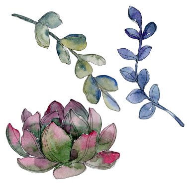 Etli botanik çiçek. Vahşi bahar yaprak izole kır çiçeği. Suluboya arka plan illüstrasyon küme. Suluboya çizim moda aquarelle. İzole lezzetli illüstrasyon öğesi.