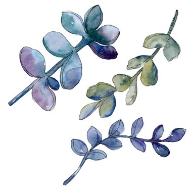 Etli botanik çiçek. Vahşi bahar yaprak izole kır çiçeği. Suluboya arka plan illüstrasyon küme. Suluboya çizim moda aquarelle. İzole lezzetli illüstrasyon öğesi.