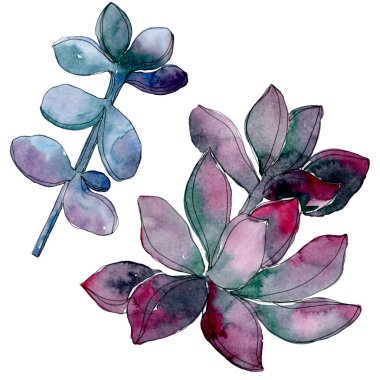 Etli botanik çiçek. Vahşi bahar yaprak izole kır çiçeği. Suluboya arka plan illüstrasyon küme. Suluboya çizim moda aquarelle. İzole lezzetli illüstrasyon öğesi.