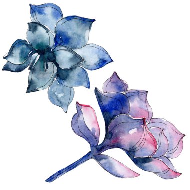 Etli botanik bitkiler. Suluboya arka plan illüstrasyon küme. İzole succulents resimde unsurlar.