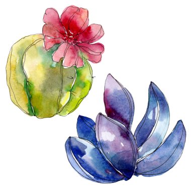 Etli botanik bitkiler. Suluboya arka plan illüstrasyon küme. İzole succulents resimde unsurlar.