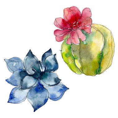 Etli botanik bitkiler. Suluboya arka plan illüstrasyon küme. İzole succulents resimde unsurlar.