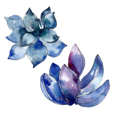 Etli botanik bitkiler. Suluboya arka plan illüstrasyon küme. İzole succulents resimde unsurlar.