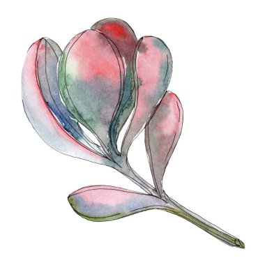 Etli botanik çiçek. Suluboya arka plan illüstrasyon. İzole lezzetli illüstrasyon öğesi.