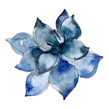 Etli botanik çiçek. Suluboya arka plan illüstrasyon. İzole lezzetli illüstrasyon öğesi.