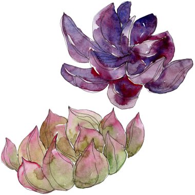 Egzotik tropik succulents. Suluboya arka plan illüstrasyon küme. İzole succulents resimde unsurlar.