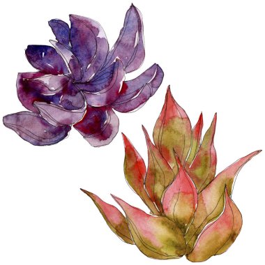 Egzotik tropik succulents. Suluboya arka plan illüstrasyon küme. İzole succulents resimde unsurlar.