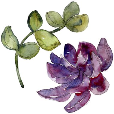 Egzotik tropik succulents. Suluboya arka plan illüstrasyon küme. İzole succulents resimde unsurlar.