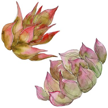 Egzotik tropik succulents. Suluboya arka plan illüstrasyon küme. İzole succulents resimde unsurlar.