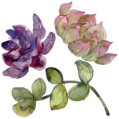 Egzotik tropik succulents. Suluboya arka plan illüstrasyon küme. İzole succulents resimde unsurlar.