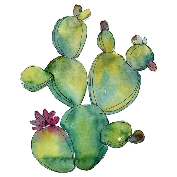 Groene Cactussen Geïsoleerd Wit Aquarel Achtergrond Afbeelding Element — Stockfoto