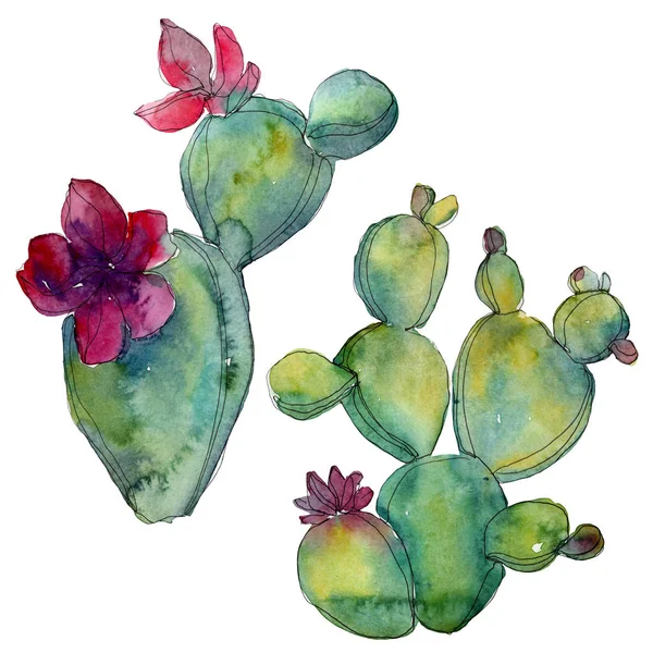 Gröna Kaktusar Isolerade Vitt Akvarell Bakgrundselement Illustration — Stockfoto