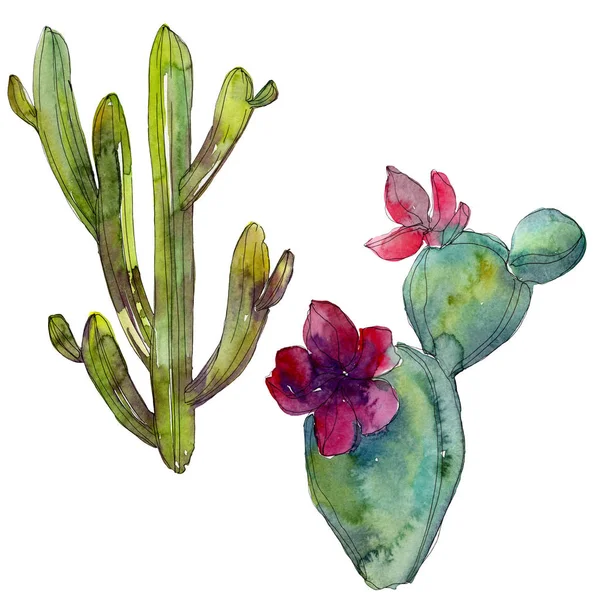 Cactus Verts Isolés Sur Blanc Aquarelle Fond Illustration Élément — Photo